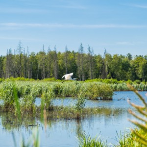 White bird flying over a lake during daytime by Coralie Meurice