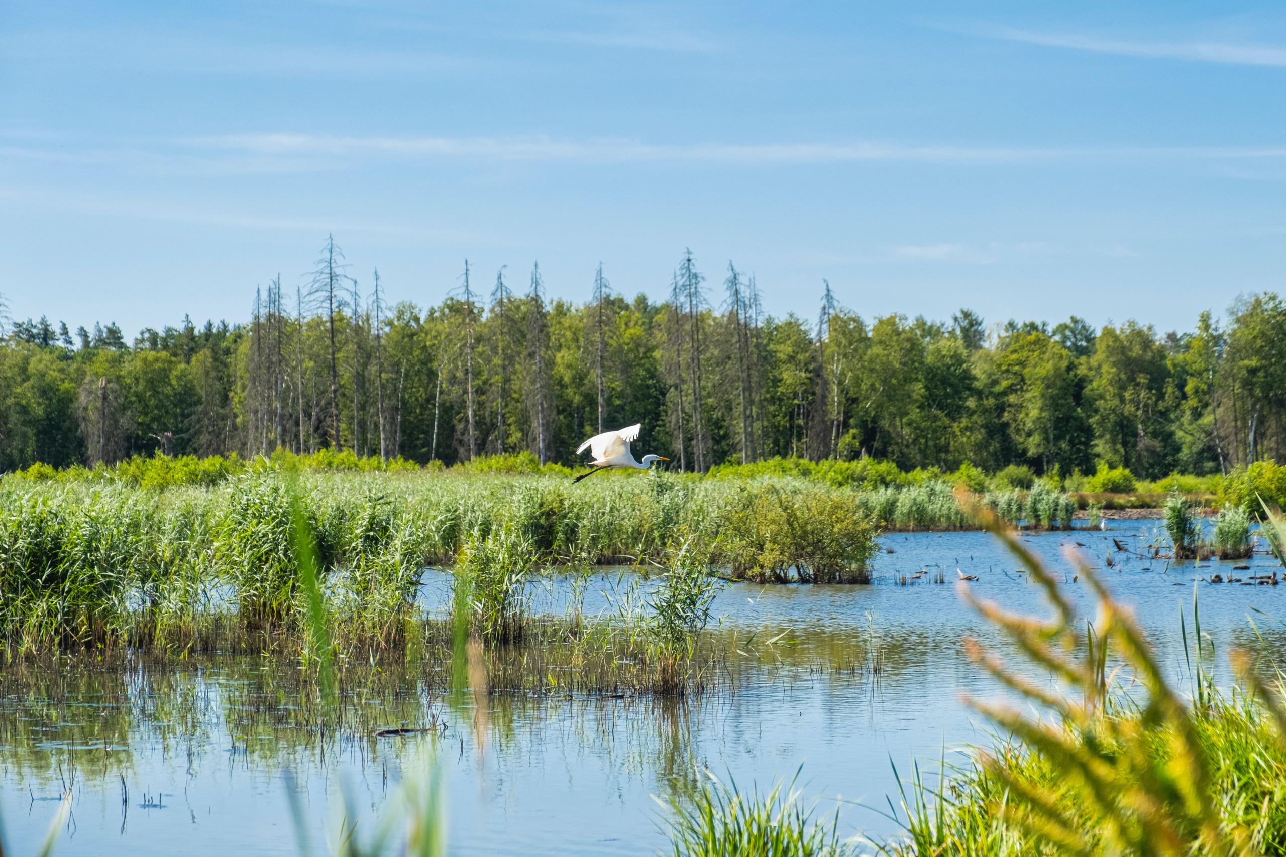 White bird flying over a lake during daytime by Coralie Meurice
