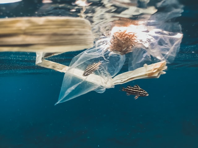 Marine Plastic Pollution, A plastic bag with fish trapped in it. Photo by Naja Bertolt Jensen on Unsplash